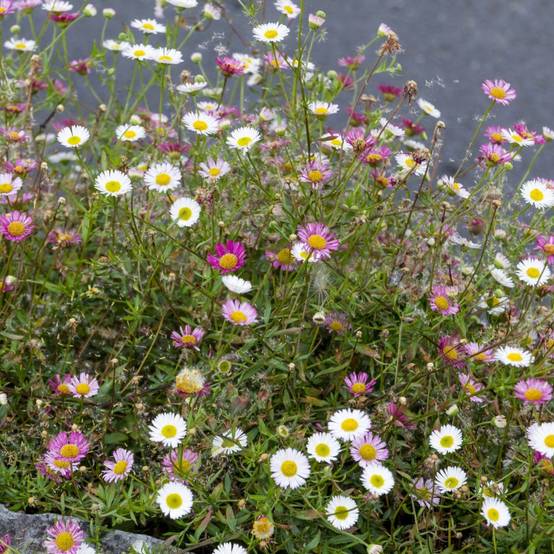 Erigeron karvinskianus lot de 3 - Image 4
