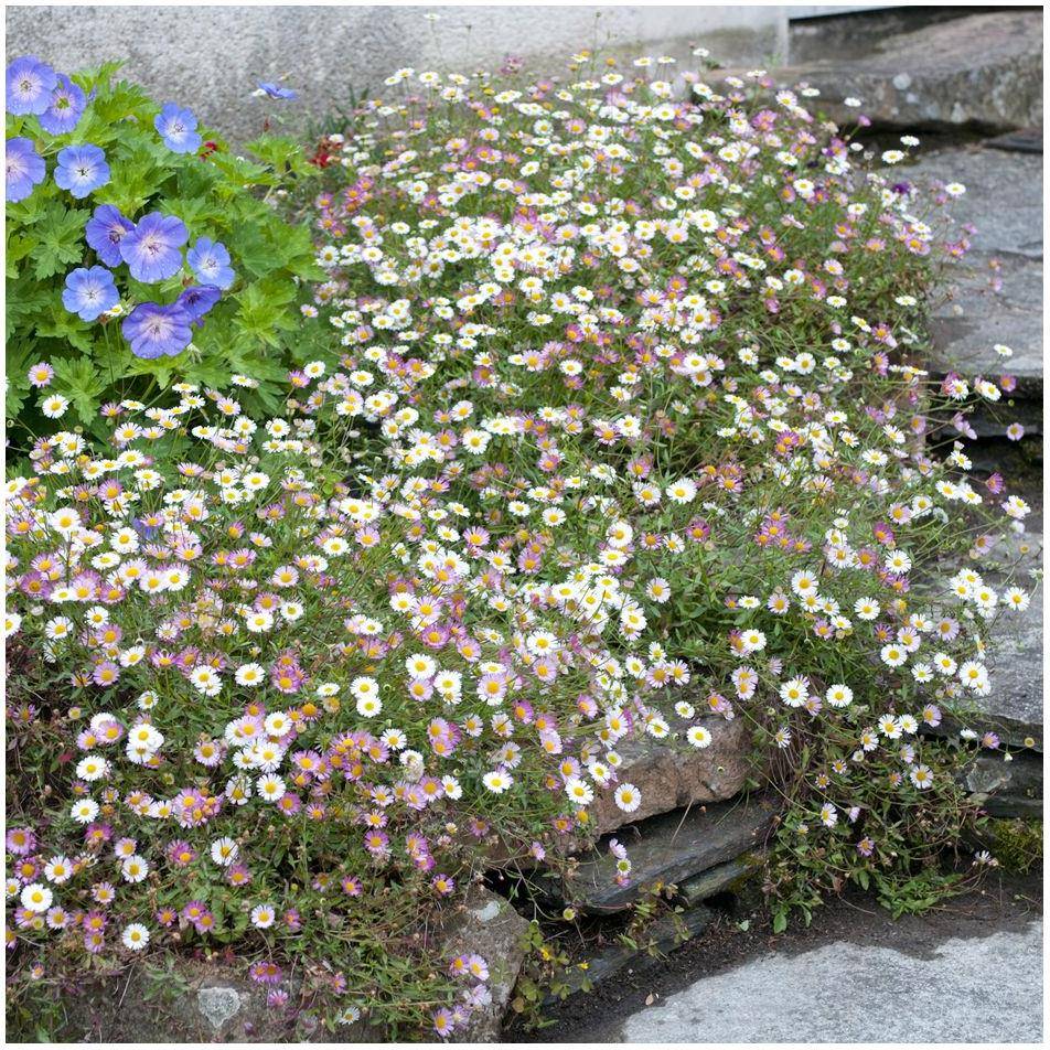Erigeron karvinskianus lot de 3 - Image 3
