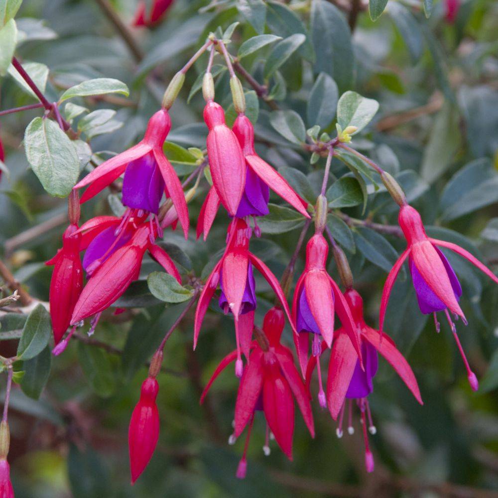 Fuchsia vivace