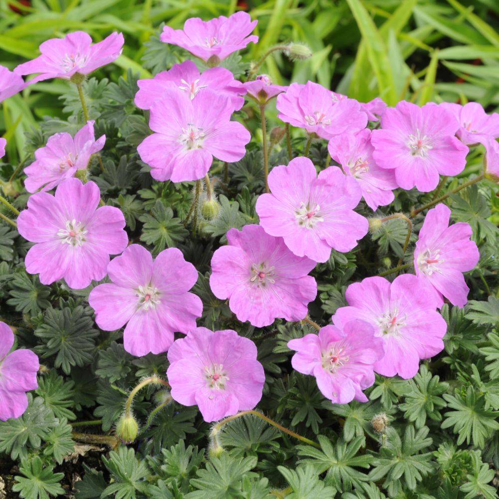 Geranium sanguineum 'Alan Bloom'