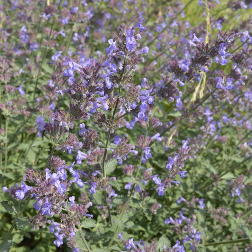 Nepeta mussinii lot de 3 - Image 3