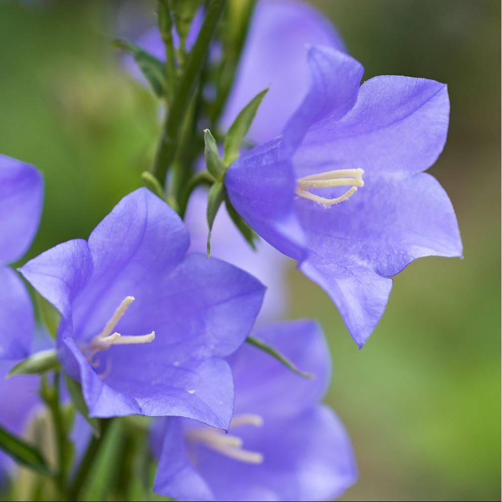 Campanule de perse bleue - Image 2