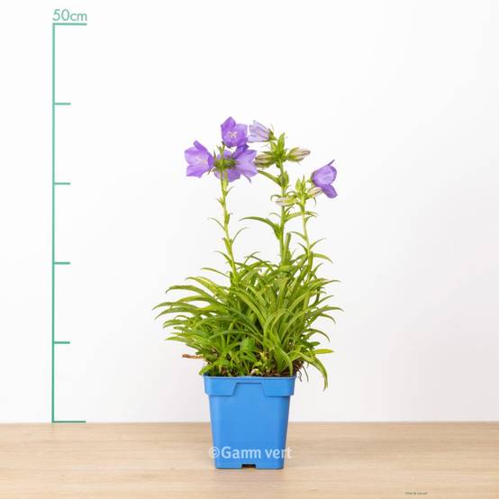 Campanule de perse bleue - Image 1