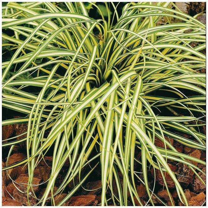 Graminée : Carex Evergold