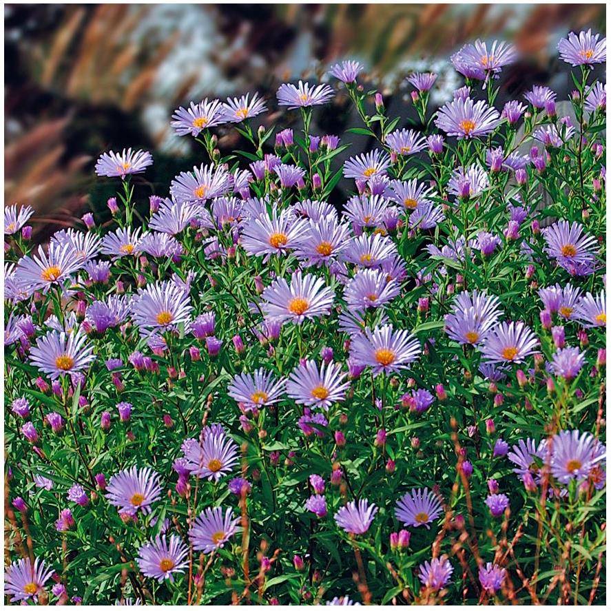 Aster tongolensis lot de 3