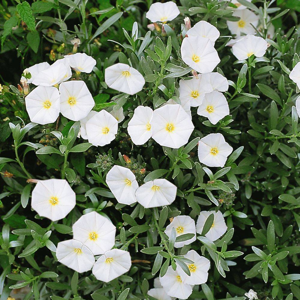 CONVOLVULUS cneorum blanc en pot de 2 litres