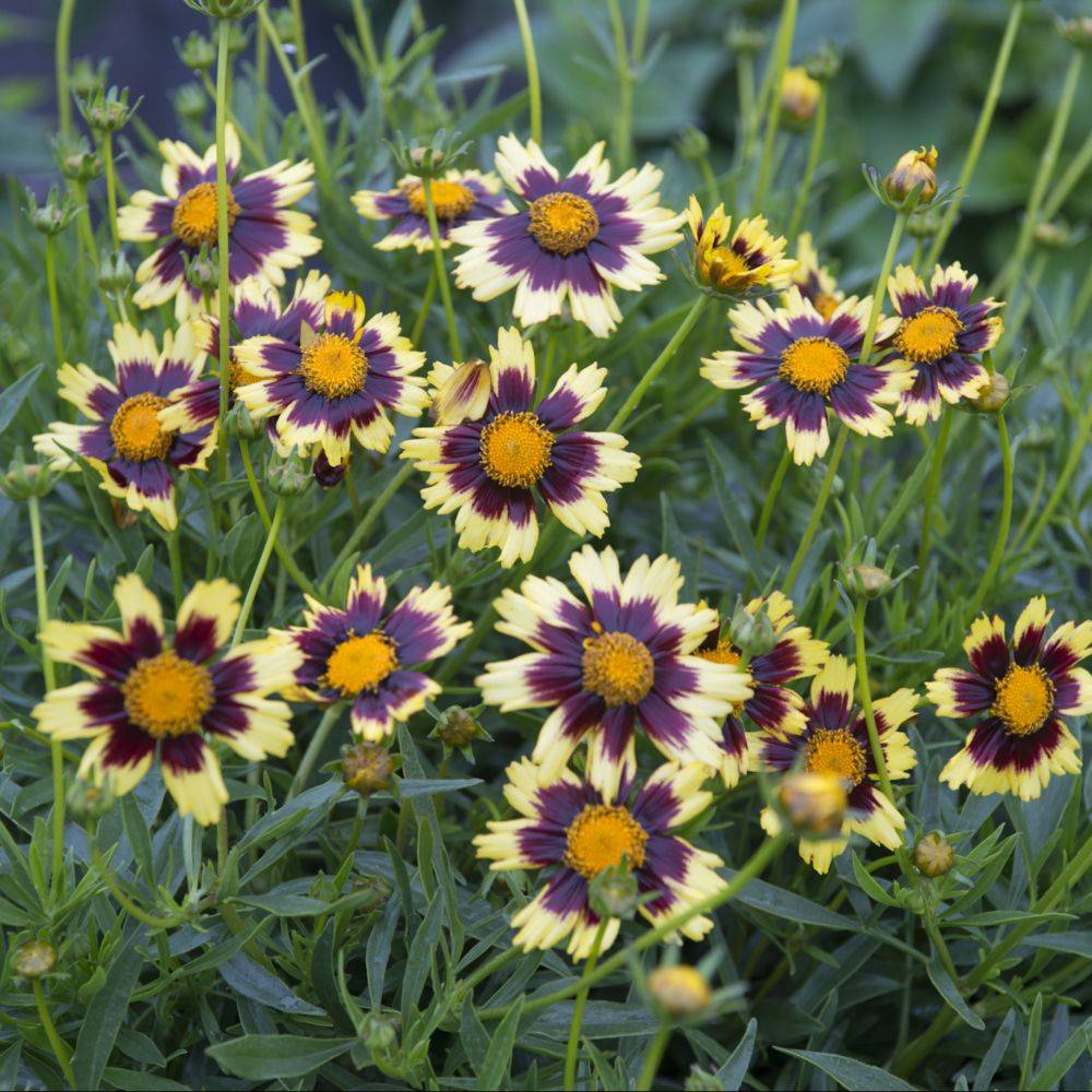 Coreopsis grandiflora bigbang cosmic eyes lot de 3