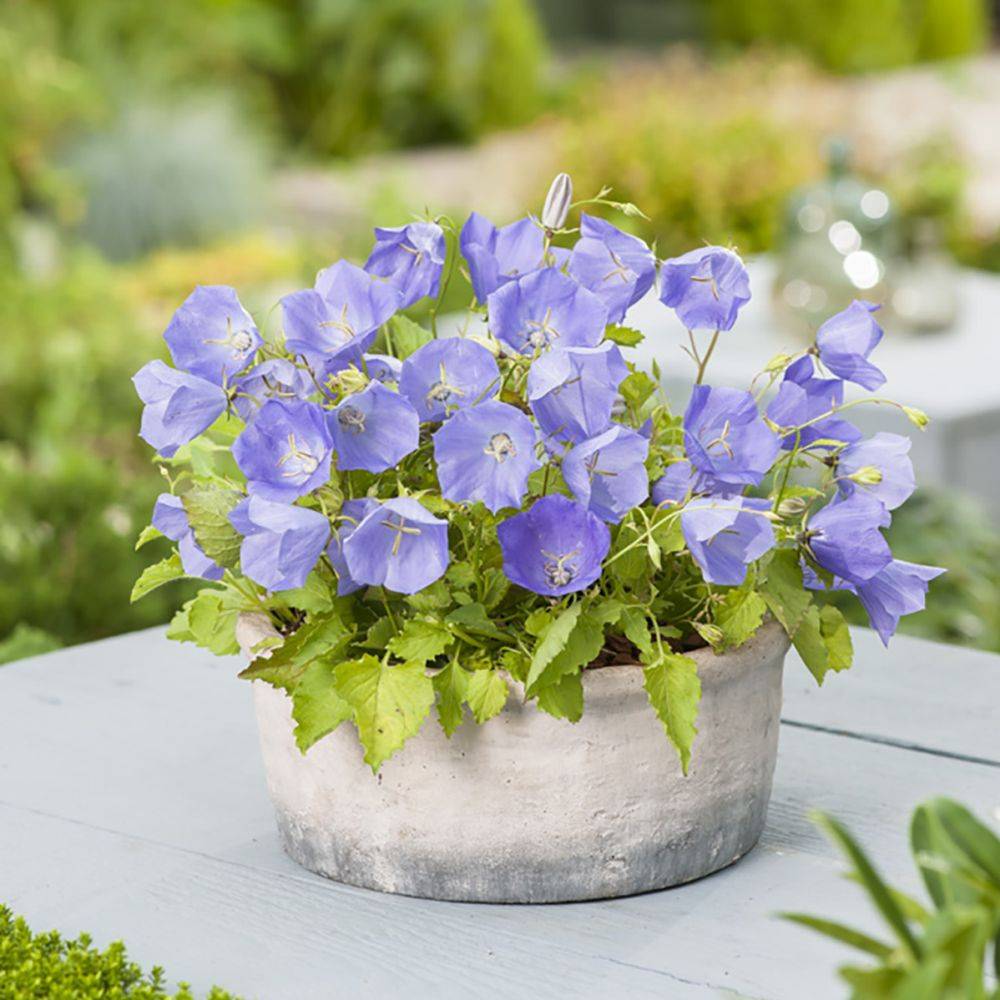 Campanula carpatica blue lot de 3 - Image 2