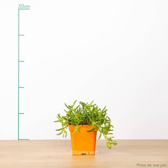 Delosperma WoW Orange Wonder ® - Image 2