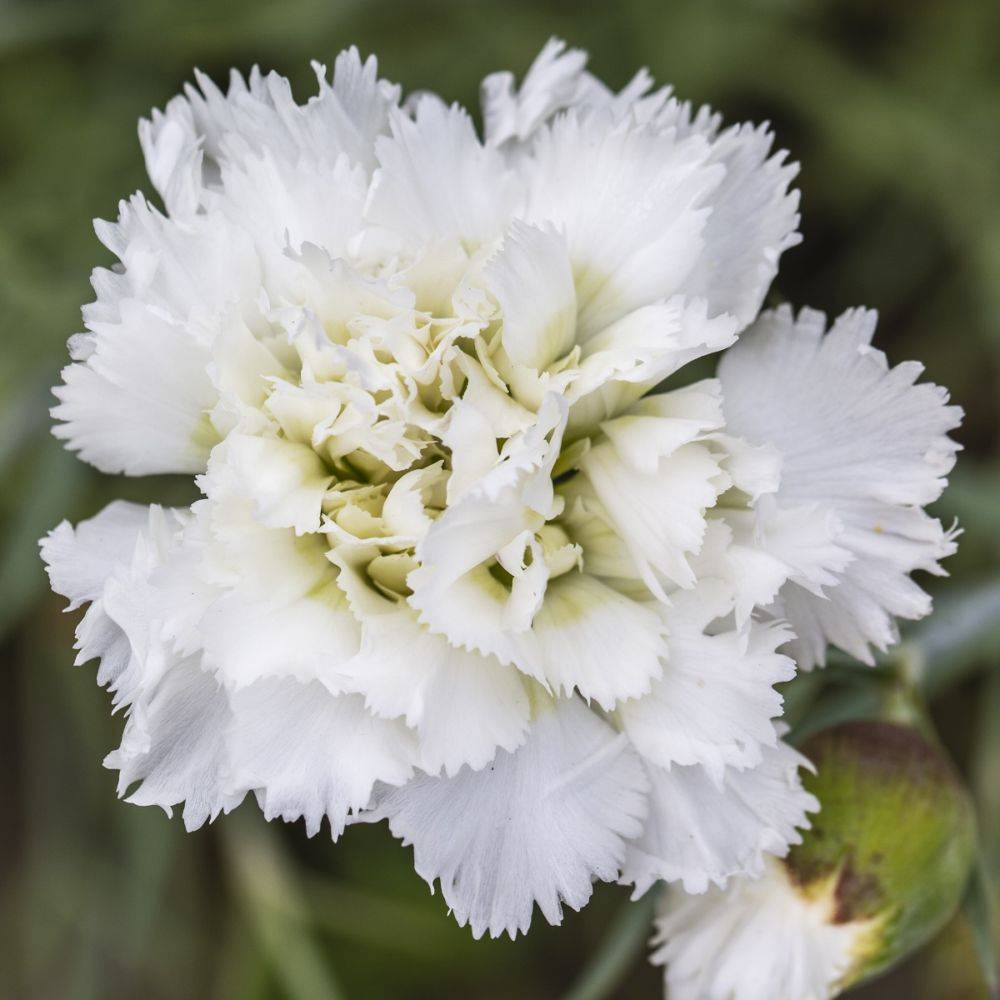 Oeillet Mignardise Scent first® Memories - Dianthus plumarius - Lot de 3 - Image 2