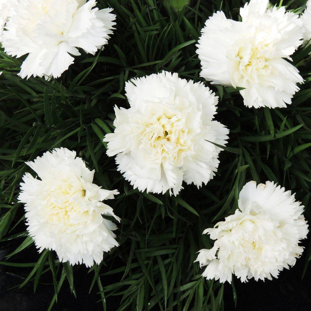 Oeillet Mignardise Scent first® Memories - Dianthus plumarius - Lot de 3 - Image 1