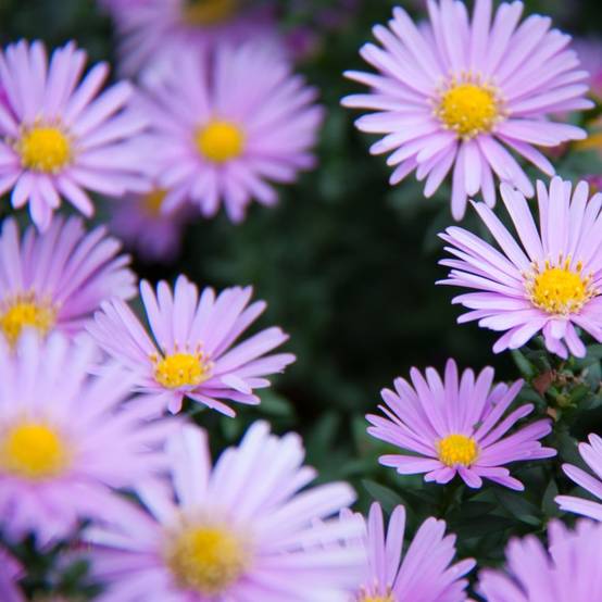 Aster nain de printemps 'Happy End'