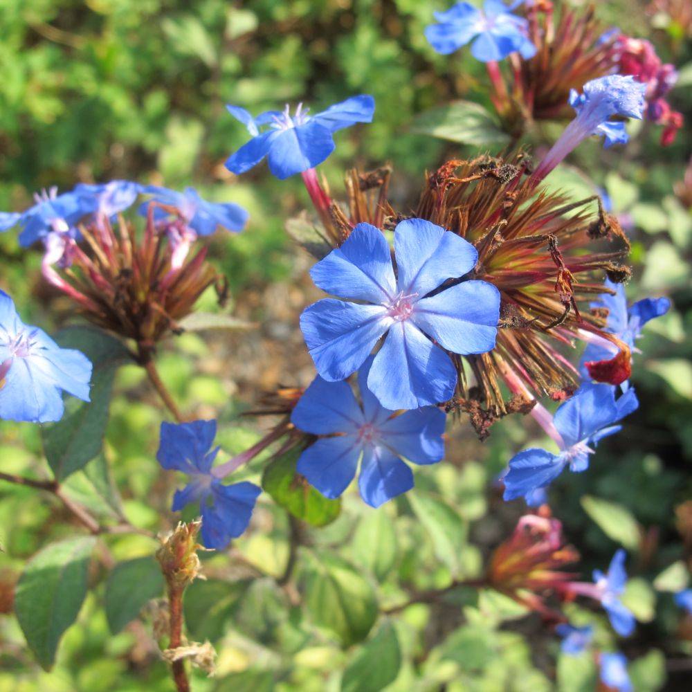 Ceratostigma plumbaginoides lot de 3 - Image 1