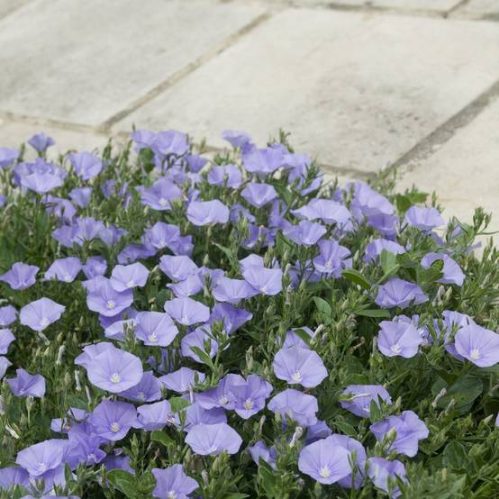Convolvulus mauritanicus lot de 3