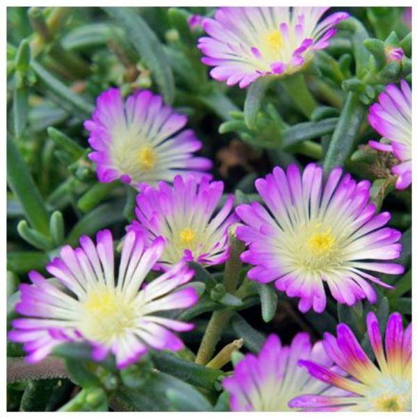 Delosperma WoW Violet Wonder ® - Image 1