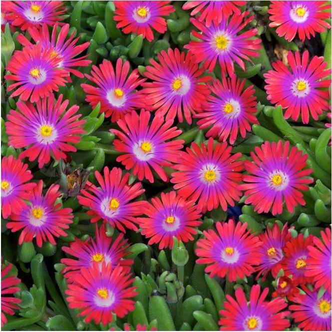 Pourpier vivace rose cerise 'Garnet' - Image 1