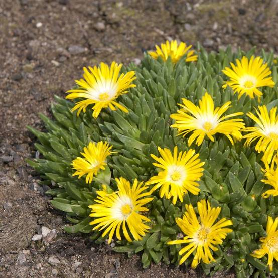 Delosperma nubigenum - Image 1