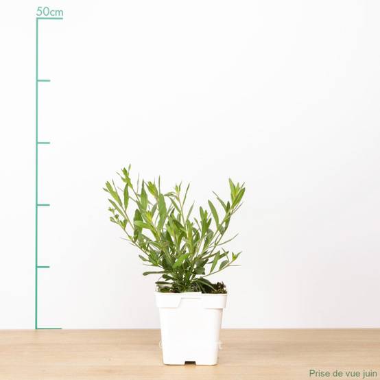 Gaura naine 'Short Form' - Image 2