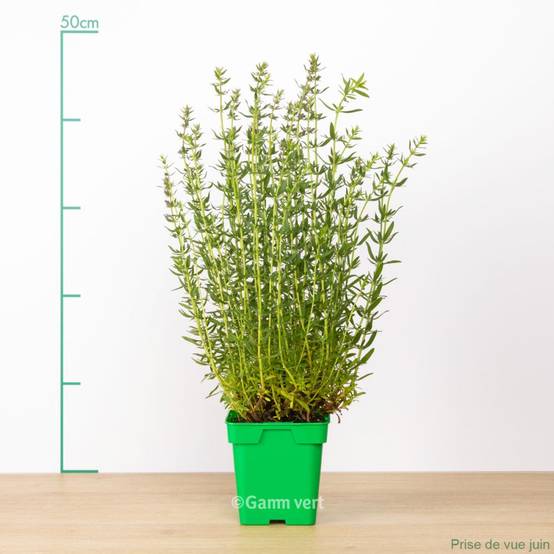 Hysope officinale - Image 1