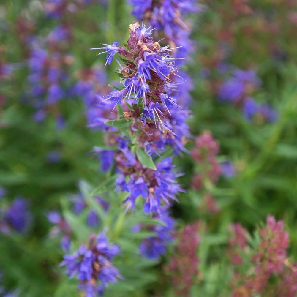 Hysope officinale - Image 2