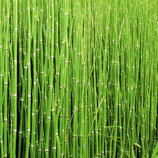 Equisetum 'Japonicum' - Prêle Japonicum - Image 1