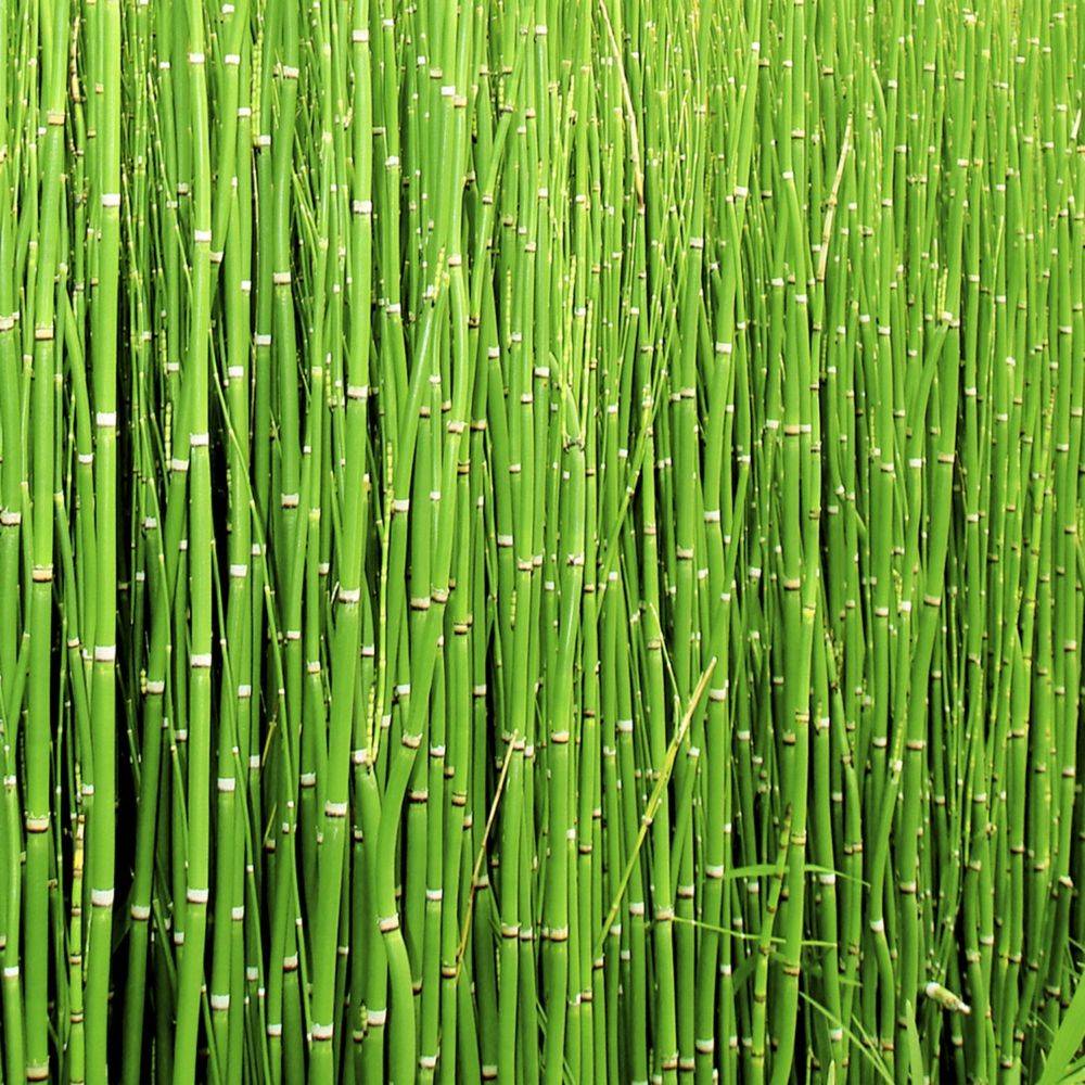 Equisetum 'Japonicum' - Prêle Japonicum - Image 1