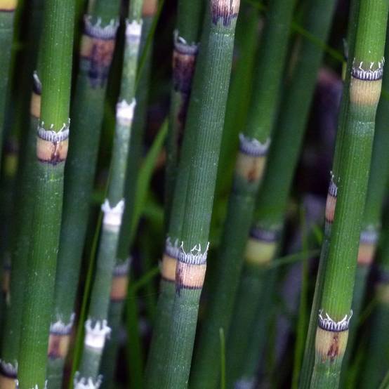 Equisetum 'Japonicum' - Prêle Japonicum - Image 3
