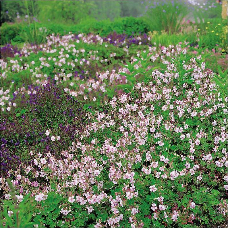 Géranium vivace 'Biokovo' lot de 3 - Image 2