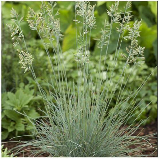 Festuca glauca elijah blue lot de 3 - Image 2
