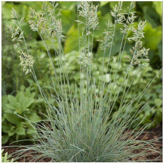 Festuca glauca elijah blue lot de 3 - Image 2