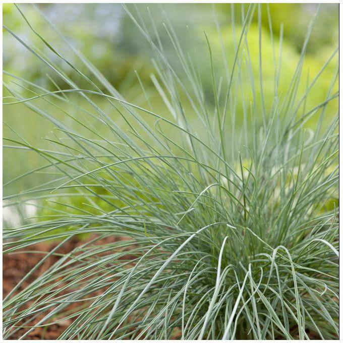Festuca glauca elijah blue lot de 3 - Image 3