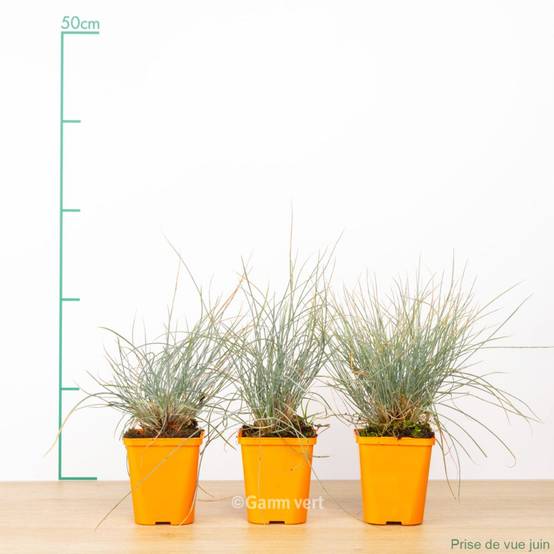 Festuca glauca elijah blue lot de 3 - Image 1