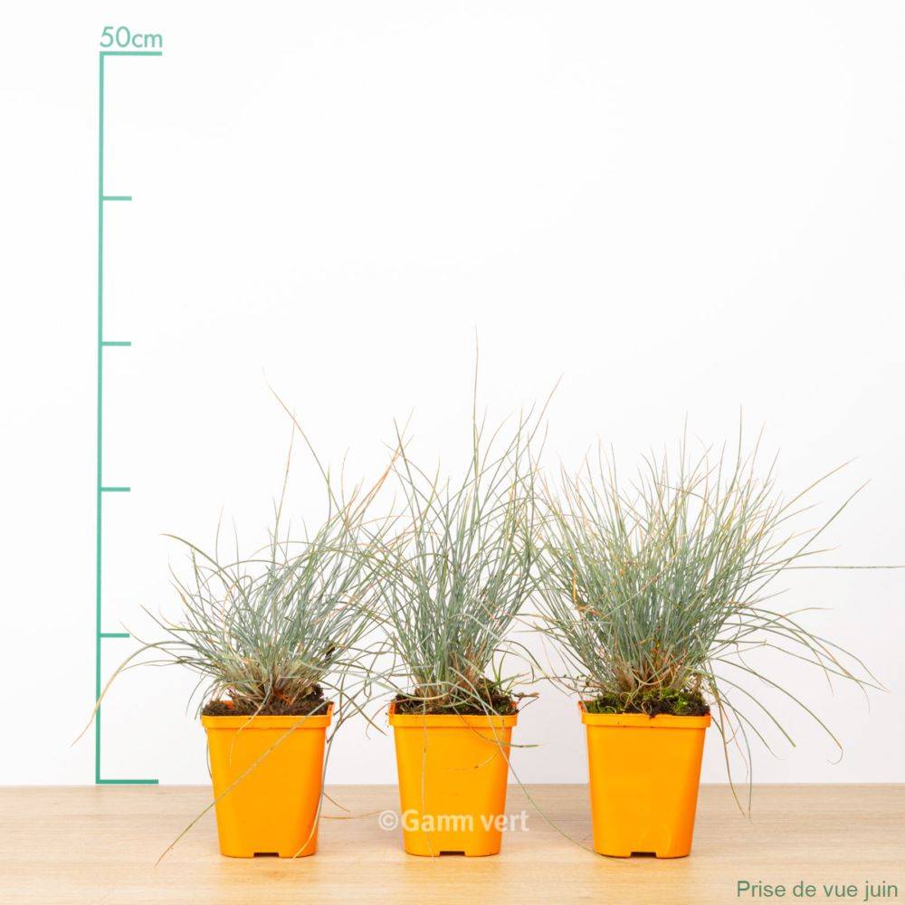 Festuca glauca elijah blue lot de 3 - Image 1