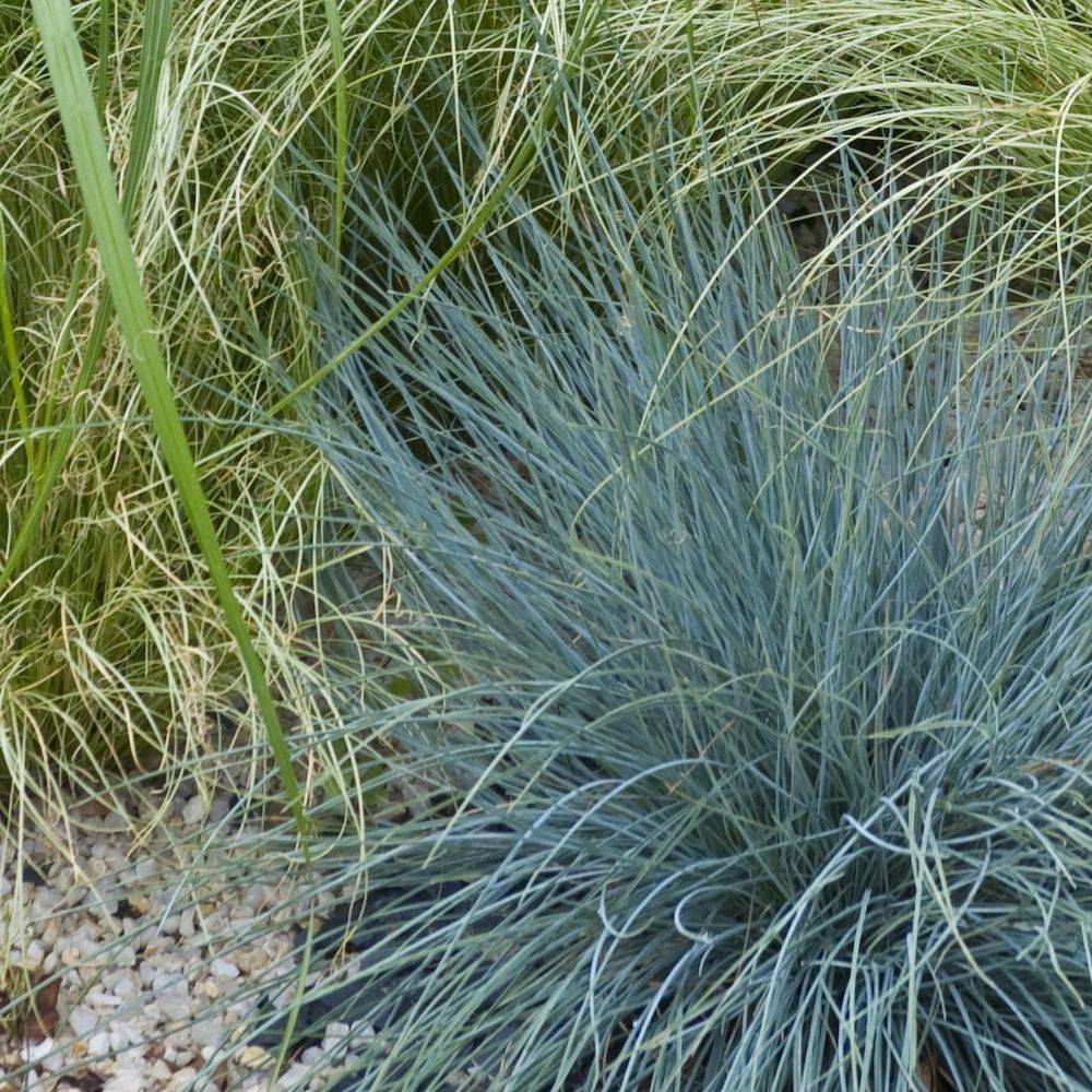 Festuca glauca elijah blue lot de 3 - Image 4