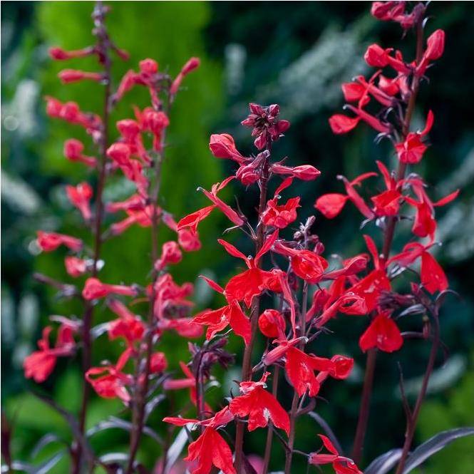 Lobélia cardinalis 'Queen Victoria' - Image 2