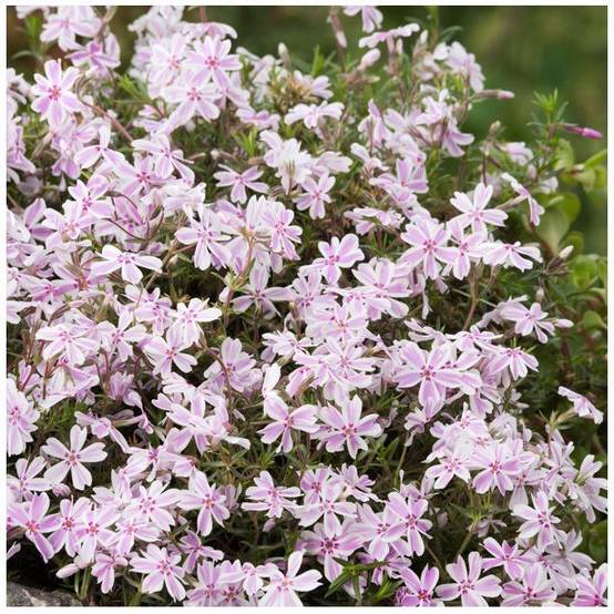 Phlox subulata candy stripes - Image 1