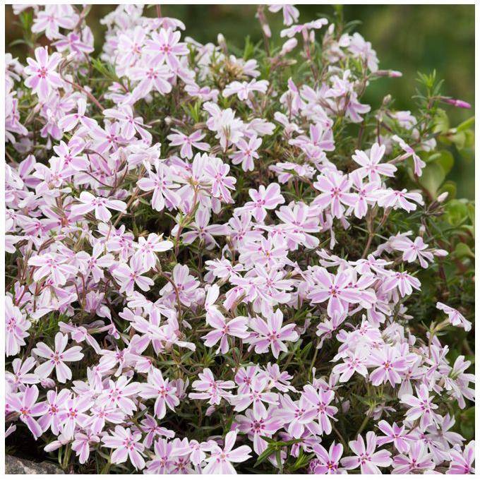 Phlox subulata candy stripes - Image 1