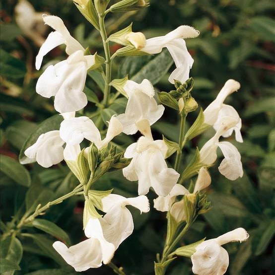 Sauge microphylla blanche lot de 3