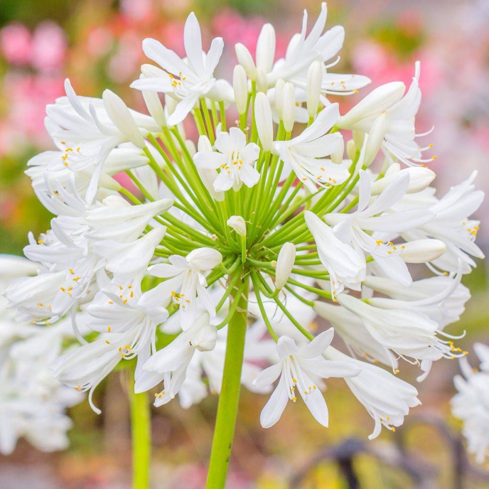 Agapanthus africanus - Agapanthe - Image 1