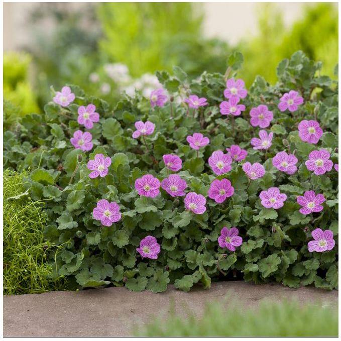 Erodium variabile bishop's form - Image 3