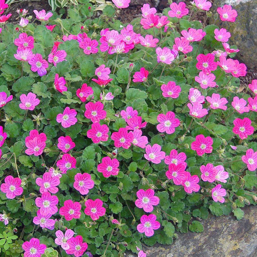 Erodium variabile bishop's form - Image 2