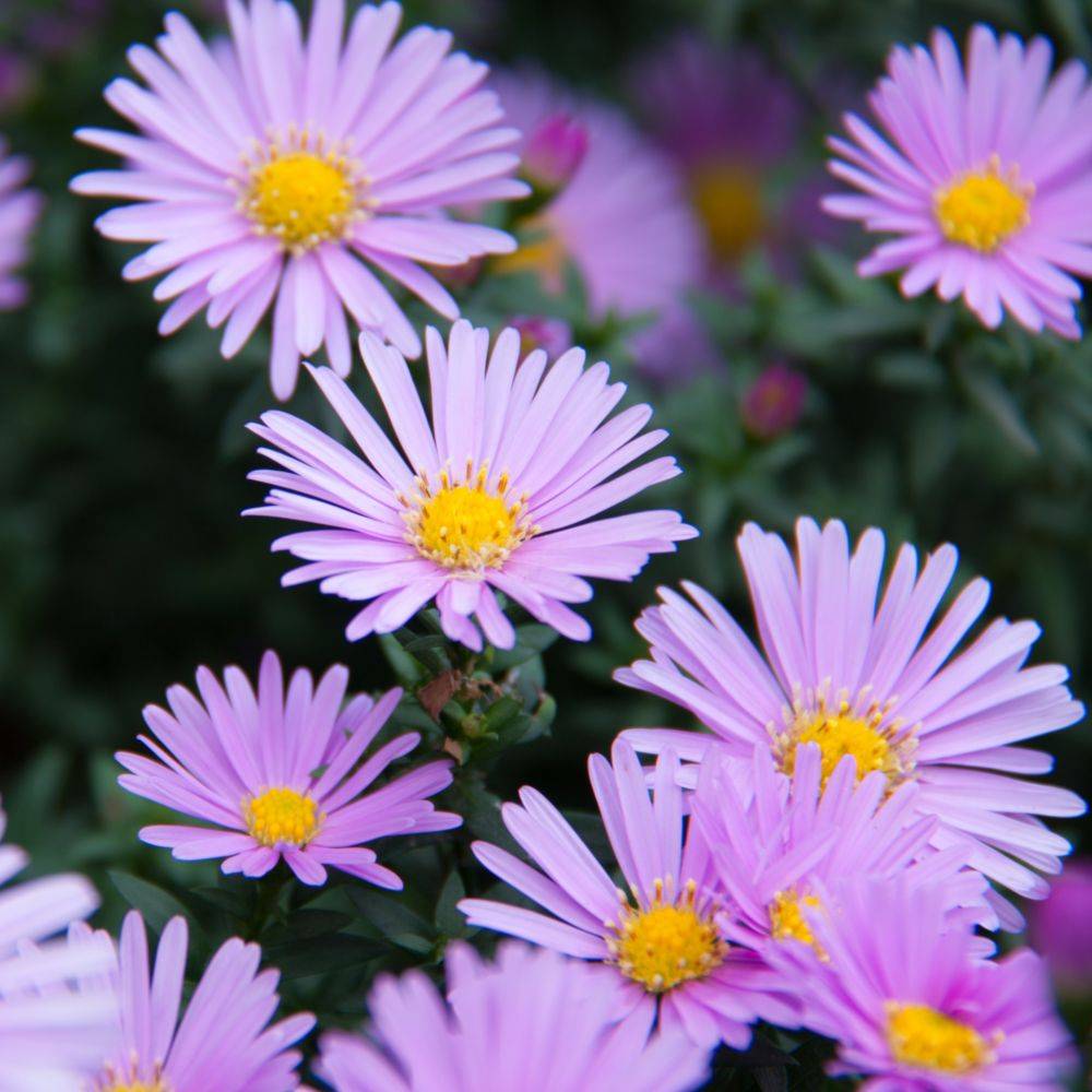 Aster nain de printemps 'Happy End' lot de 3