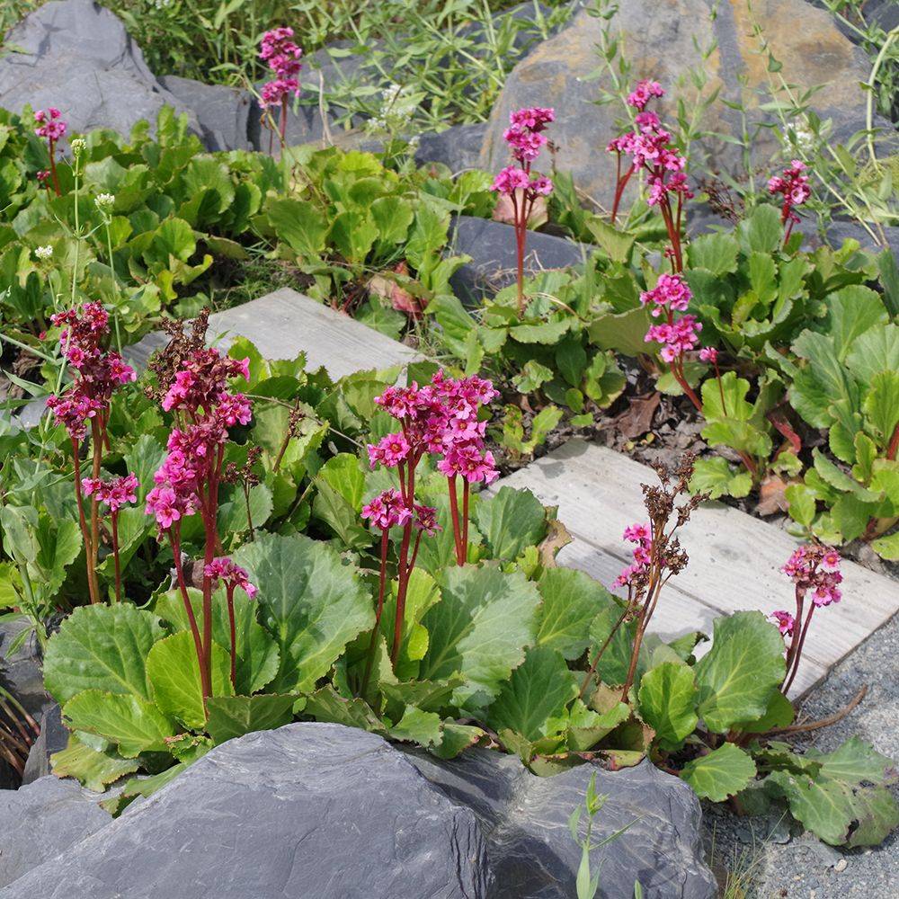 Bergenia abendglut - Image 2