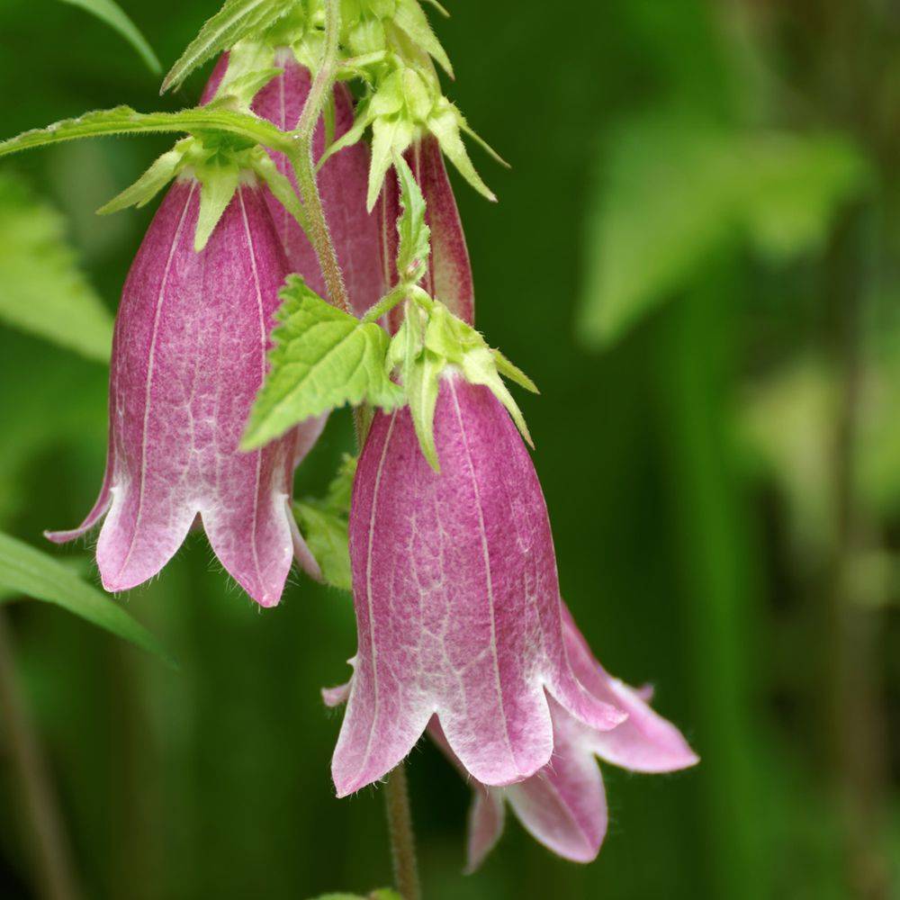 Campanule punctata - Campanula