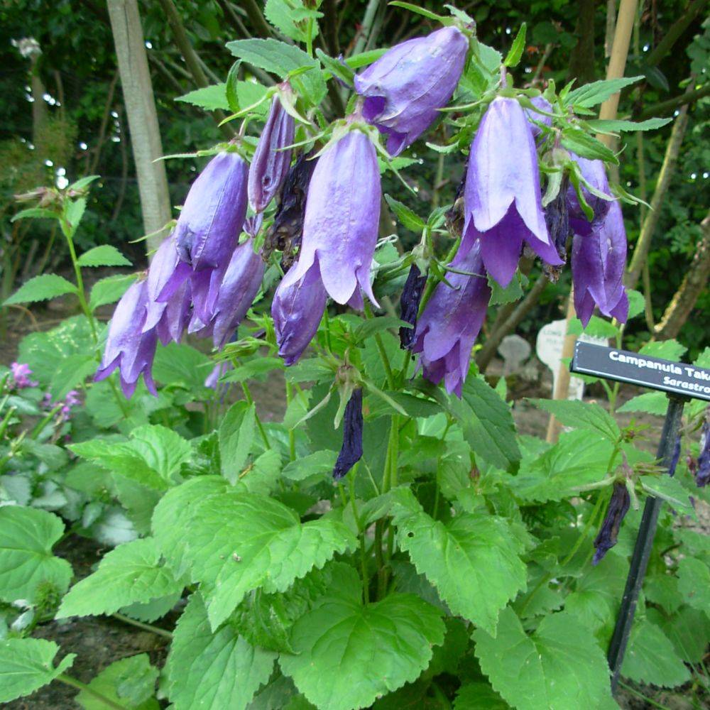 Campanula sarastro - Image 2