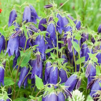 Campanula sarastro