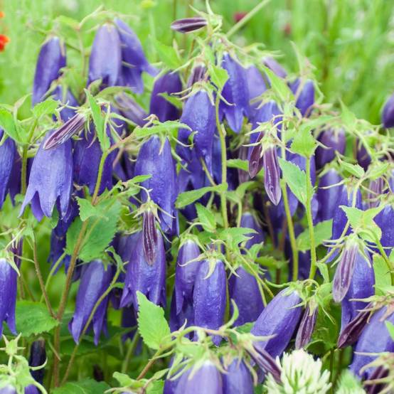 Campanula sarastro - Image 1