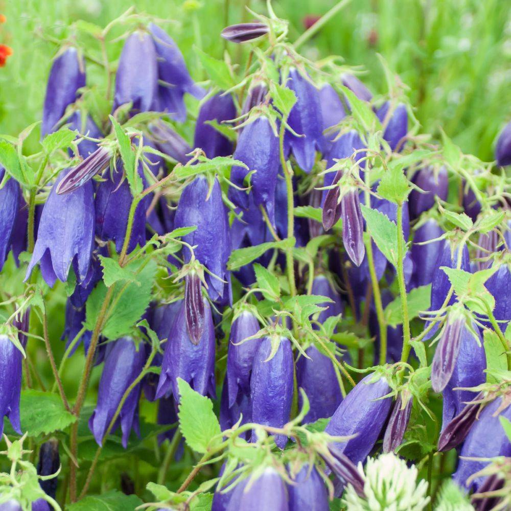 Campanula sarastro - Image 1