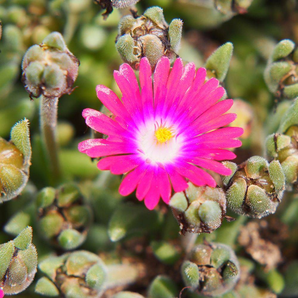 Delosperma jewel of desert amethyst - Image 1