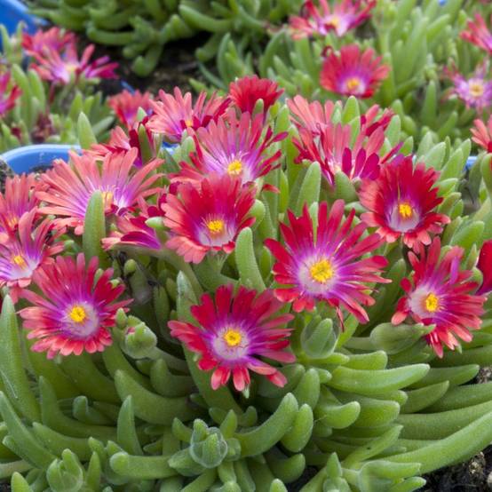 Delosperma jewel of desert ruby - Image 1